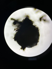 Podospora gigantea