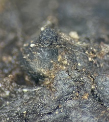 Podospora gigantea