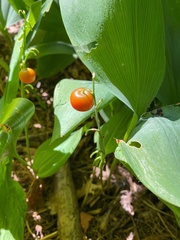 Convallaria