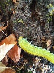 Cimbex femoratus