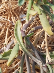 Cakile maritima