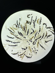 Delitschia chodocola