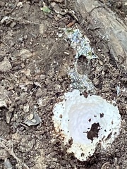 Reticularia lycoperdon
