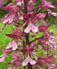 Orchis × hybrida
