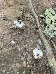 Reticularia lycoperdon