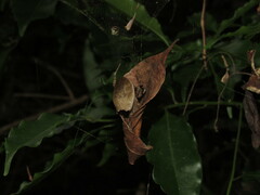 Kapogea sellata