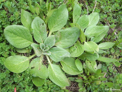 Echium