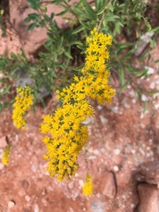 Solidago velutina