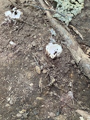 Reticularia lycoperdon