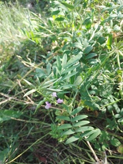 Galega officinalis
