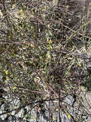 Sisymbrium officinale