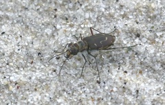 Cicindela hirticollis