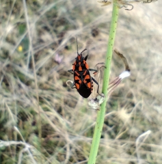 Spilostethus saxatilis