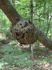 Agrobacterium radiobacter