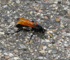 Ichneumonina