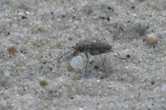 Cicindela hirticollis