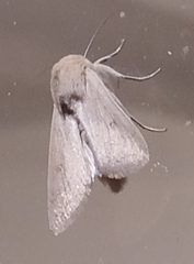 Mythimna