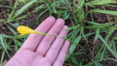 Zephyranthes citrina