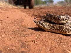 Heterodon nasicus