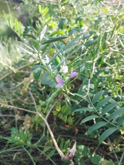Galega officinalis