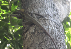 Basiliscus vittatus