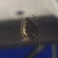 Nuctenea umbratica
