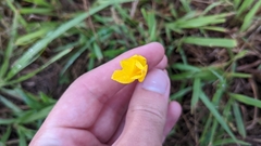 Zephyranthes citrina