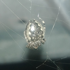 Nuctenea umbratica
