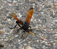 Ichneumonina