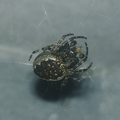 Nuctenea umbratica