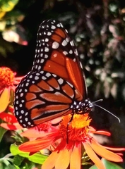 Danaus erippus