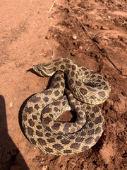 Heterodon nasicus