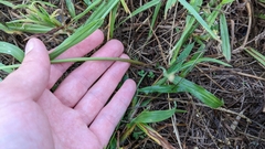 Zephyranthes citrina