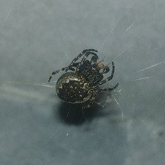 Nuctenea umbratica