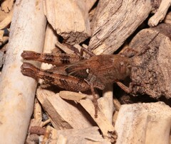 Calliptamus italicus