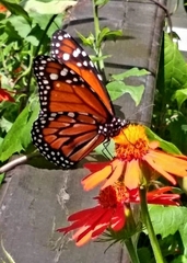 Danaus erippus