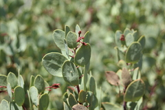 Arctostaphylos viscida viscida