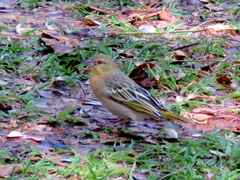 Ploceus cucullatus nigriceps