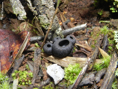 Galiella coffeata