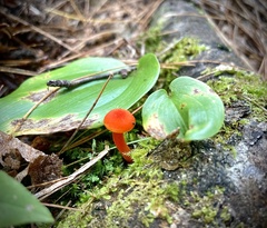 Hygrocybe cantharellus