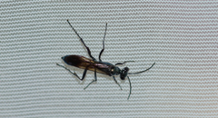 Chalybion zimmermanni