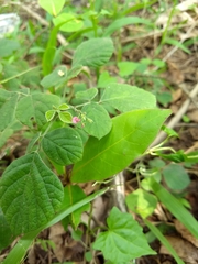 Pseudarthria viscida