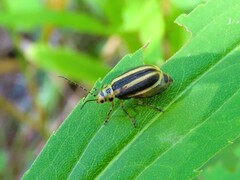 Trirhabda canadensis