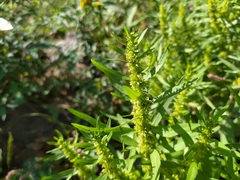 Rumex maritimus