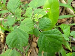 Pseudarthria viscida