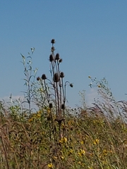 Dipsacus