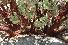 Arctostaphylos viscida viscida