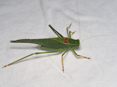 Microcentrum californicum