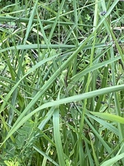 Dichromorpha viridis