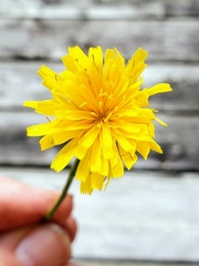 Crepis tectorum